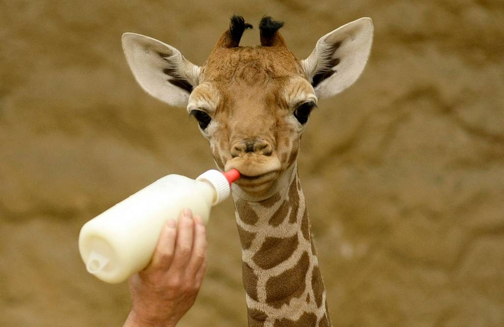 Baby-giraffe